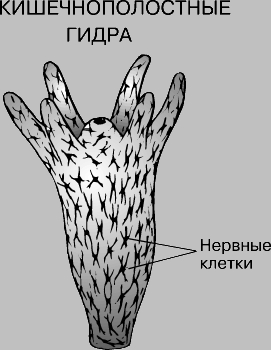 Кракен тор kr2web in